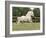 Palomino Welsh Pony Stallion Galloping in Paddock, Fort Collins, Colorado, USA-Carol Walker-Framed Photographic Print