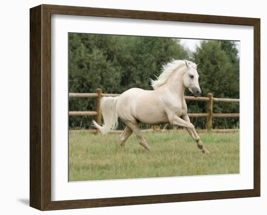 Palomino Welsh Pony Stallion Galloping in Paddock, Fort Collins, Colorado, USA-Carol Walker-Framed Photographic Print