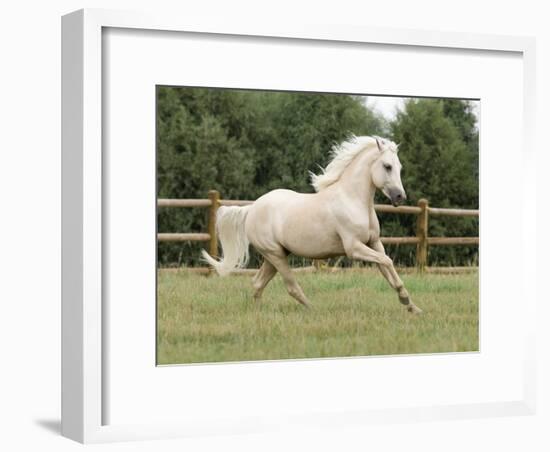 Palomino Welsh Pony Stallion Galloping in Paddock, Fort Collins, Colorado, USA-Carol Walker-Framed Photographic Print