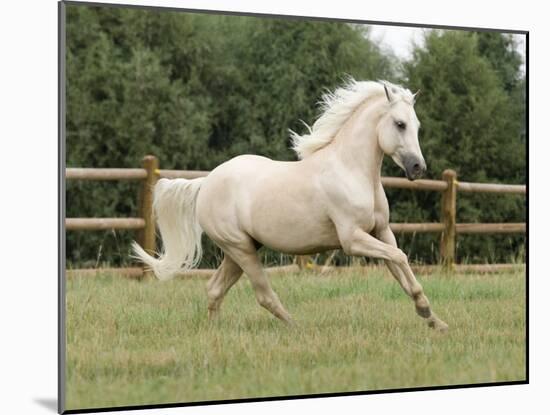 Palomino Welsh Pony Stallion Galloping in Paddock, Fort Collins, Colorado, USA-Carol Walker-Mounted Photographic Print