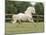 Palomino Welsh Pony Stallion Galloping in Paddock, Fort Collins, Colorado, USA-Carol Walker-Mounted Photographic Print