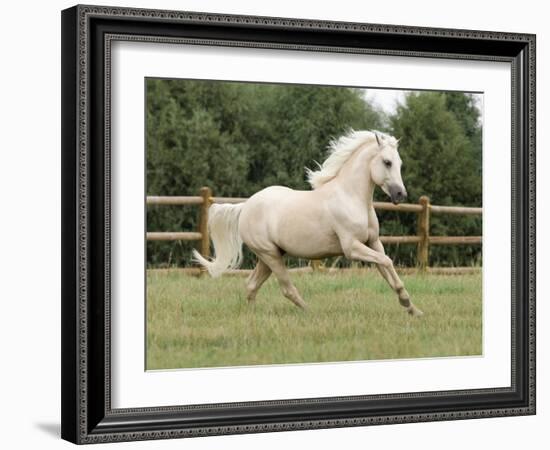 Palomino Welsh Pony Stallion Galloping in Paddock, Fort Collins, Colorado, USA-Carol Walker-Framed Photographic Print