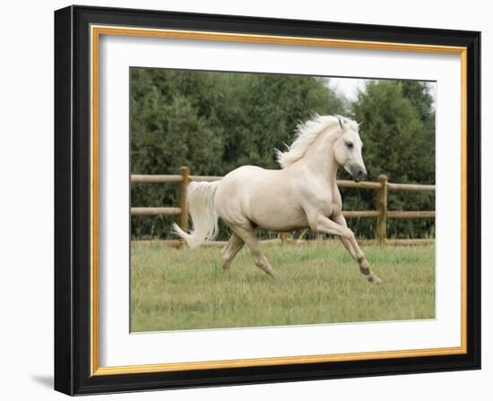 Palomino Welsh Pony Stallion Galloping in Paddock, Fort Collins, Colorado, USA-Carol Walker-Framed Photographic Print