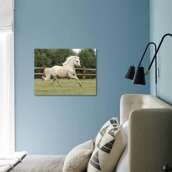 Palomino Welsh Pony Stallion Galloping In Paddock Fort Collins Colorado Usa Photographic Print By Carol Walker Art Com