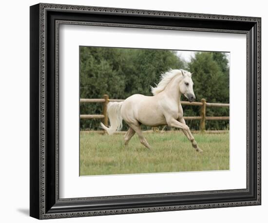 Palomino Welsh Pony Stallion Galloping in Paddock, Fort Collins, Colorado, USA-Carol Walker-Framed Photographic Print