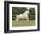 Palomino Welsh Pony Stallion Galloping in Paddock, Fort Collins, Colorado, USA-Carol Walker-Framed Photographic Print