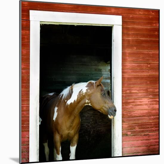 Palouse Horse-Ursula Abresch-Mounted Photographic Print