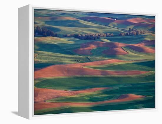 Palouse Region From Steptoe Butte, Whitman County, Washington, USA-Brent Bergherm-Framed Premier Image Canvas