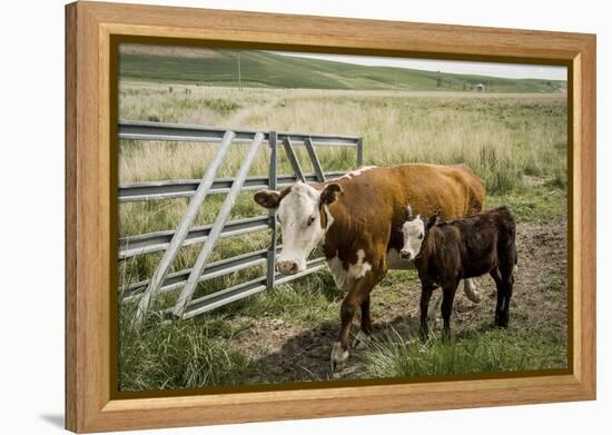 Palouse, Snake River Expedition, Pioneer Stock Farm, Cows at Pasture Gate-Alison Jones-Framed Premier Image Canvas