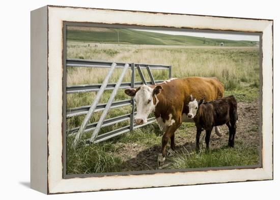 Palouse, Snake River Expedition, Pioneer Stock Farm, Cows at Pasture Gate-Alison Jones-Framed Premier Image Canvas