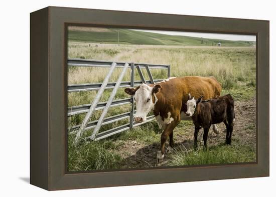 Palouse, Snake River Expedition, Pioneer Stock Farm, Cows at Pasture Gate-Alison Jones-Framed Premier Image Canvas