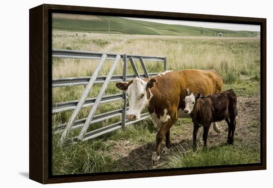 Palouse, Snake River Expedition, Pioneer Stock Farm, Cows at Pasture Gate-Alison Jones-Framed Premier Image Canvas