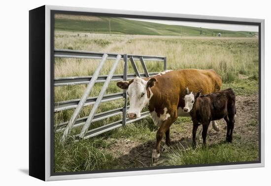 Palouse, Snake River Expedition, Pioneer Stock Farm, Cows at Pasture Gate-Alison Jones-Framed Premier Image Canvas