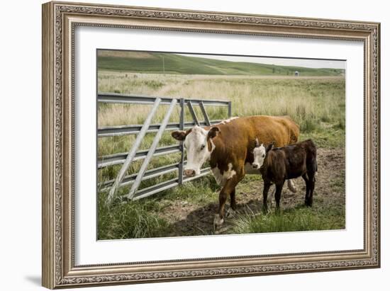 Palouse, Snake River Expedition, Pioneer Stock Farm, Cows at Pasture Gate-Alison Jones-Framed Photographic Print