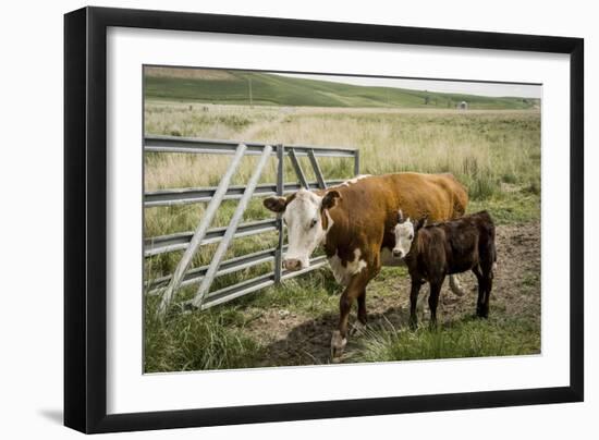 Palouse, Snake River Expedition, Pioneer Stock Farm, Cows at Pasture Gate-Alison Jones-Framed Photographic Print