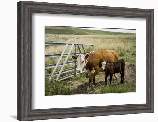 Palouse, Snake River Expedition, Pioneer Stock Farm, Cows at Pasture Gate-Alison Jones-Framed Photographic Print