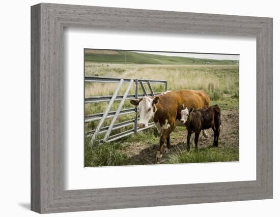 Palouse, Snake River Expedition, Pioneer Stock Farm, Cows at Pasture Gate-Alison Jones-Framed Photographic Print