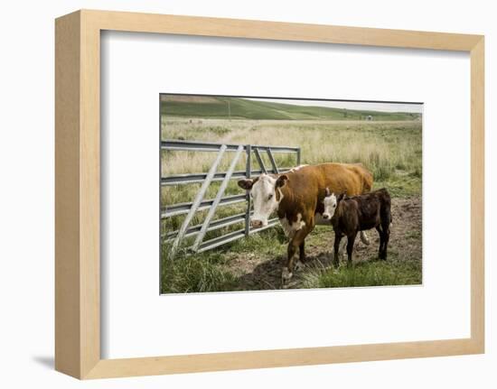 Palouse, Snake River Expedition, Pioneer Stock Farm, Cows at Pasture Gate-Alison Jones-Framed Photographic Print