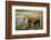 Palouse, Snake River Expedition, Pioneer Stock Farm, Cows at Pasture Gate-Alison Jones-Framed Photographic Print