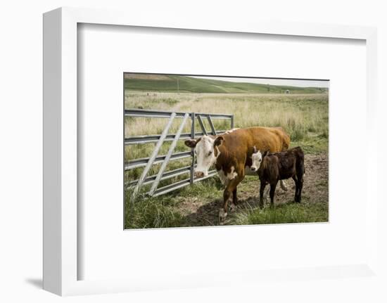 Palouse, Snake River Expedition, Pioneer Stock Farm, Cows at Pasture Gate-Alison Jones-Framed Photographic Print