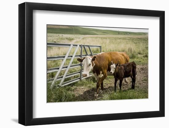 Palouse, Snake River Expedition, Pioneer Stock Farm, Cows at Pasture Gate-Alison Jones-Framed Photographic Print