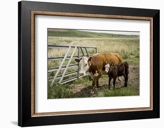 Palouse, Snake River Expedition, Pioneer Stock Farm, Cows at Pasture Gate-Alison Jones-Framed Photographic Print