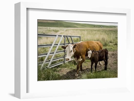 Palouse, Snake River Expedition, Pioneer Stock Farm, Cows at Pasture Gate-Alison Jones-Framed Photographic Print