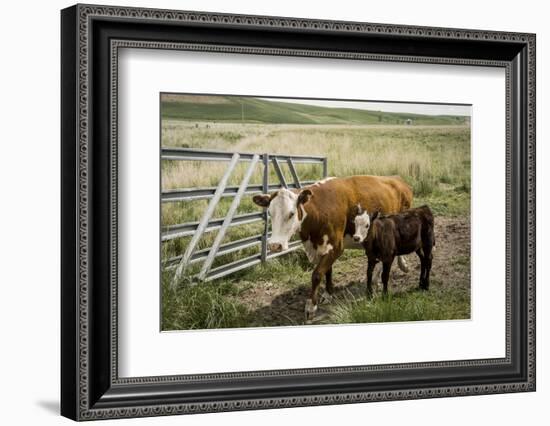 Palouse, Snake River Expedition, Pioneer Stock Farm, Cows at Pasture Gate-Alison Jones-Framed Photographic Print