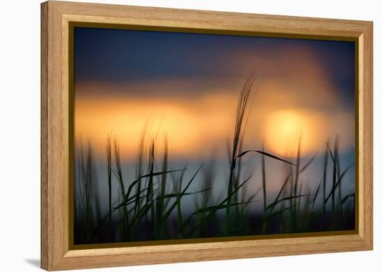 Palouse Sundown-Ursula Abresch-Framed Premier Image Canvas