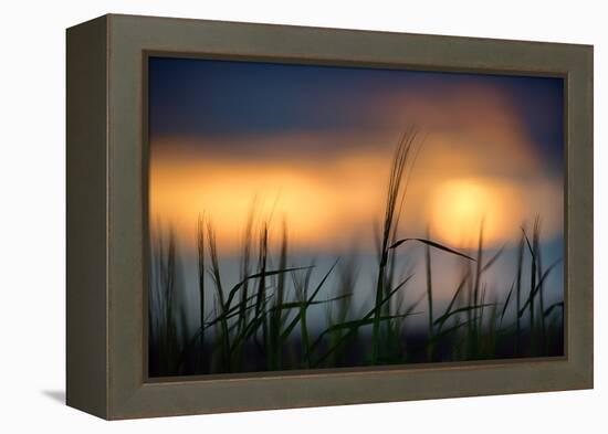 Palouse Sundown-Ursula Abresch-Framed Premier Image Canvas