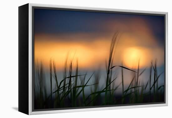 Palouse Sundown-Ursula Abresch-Framed Premier Image Canvas