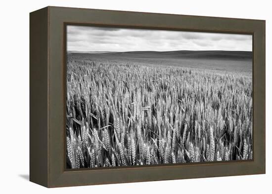 Palouse Wheat Field, Washington-James White-Framed Premier Image Canvas