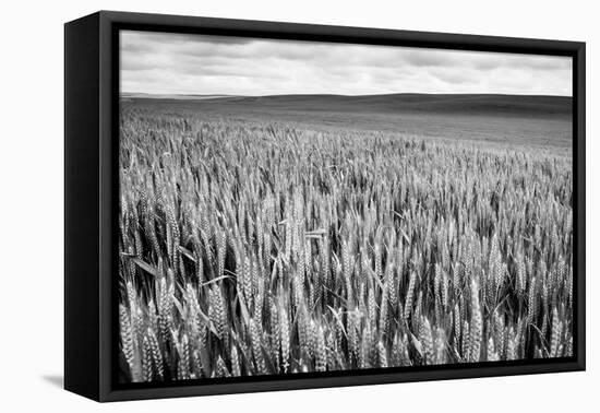 Palouse Wheat Field, Washington-James White-Framed Premier Image Canvas