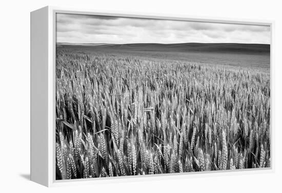 Palouse Wheat Field, Washington-James White-Framed Premier Image Canvas