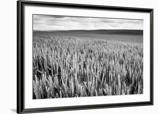 Palouse Wheat Field, Washington-James White-Framed Photographic Print