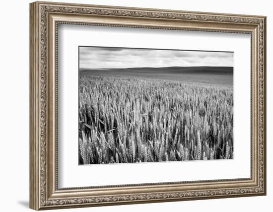 Palouse Wheat Field, Washington-James White-Framed Photographic Print