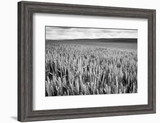 Palouse Wheat Field, Washington-James White-Framed Photographic Print