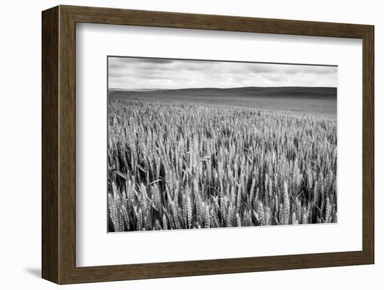 Palouse Wheat Field, Washington-James White-Framed Photographic Print