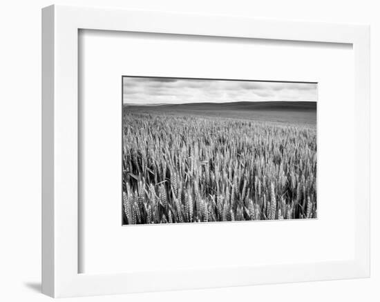 Palouse Wheat Field, Washington-James White-Framed Photographic Print