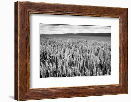 Palouse Wheat Field, Washington-James White-Framed Photographic Print