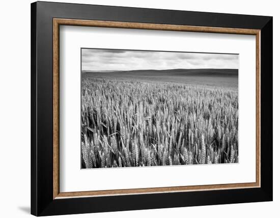 Palouse Wheat Field, Washington-James White-Framed Photographic Print