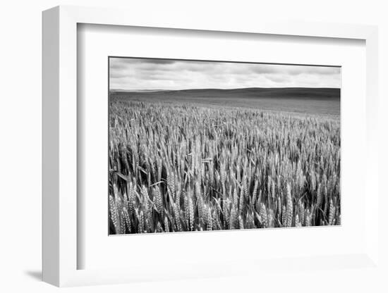 Palouse Wheat Field, Washington-James White-Framed Photographic Print