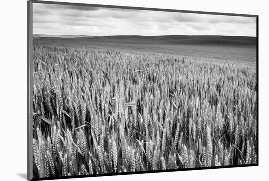 Palouse Wheat Field, Washington-James White-Mounted Photographic Print