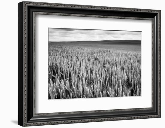 Palouse Wheat Field, Washington-James White-Framed Photographic Print