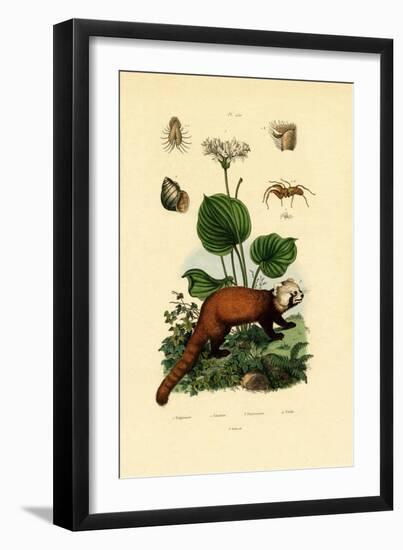 Palp-Footed Spider, 1833-39-null-Framed Giclee Print