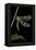 Palpares Libelluloides (Antlion)-Paul Starosta-Framed Premier Image Canvas
