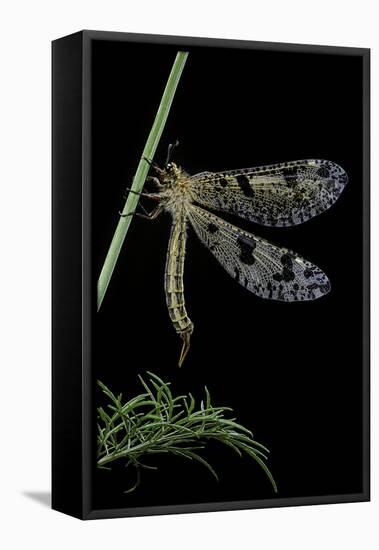 Palpares Libelluloides (Antlion)-Paul Starosta-Framed Premier Image Canvas