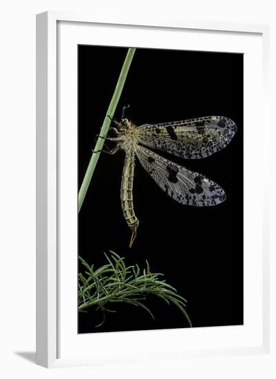 Palpares Libelluloides (Antlion)-Paul Starosta-Framed Photographic Print