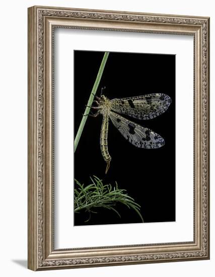 Palpares Libelluloides (Antlion)-Paul Starosta-Framed Photographic Print