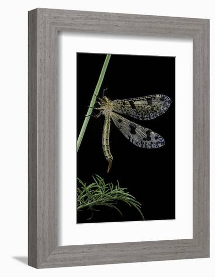 Palpares Libelluloides (Antlion)-Paul Starosta-Framed Photographic Print